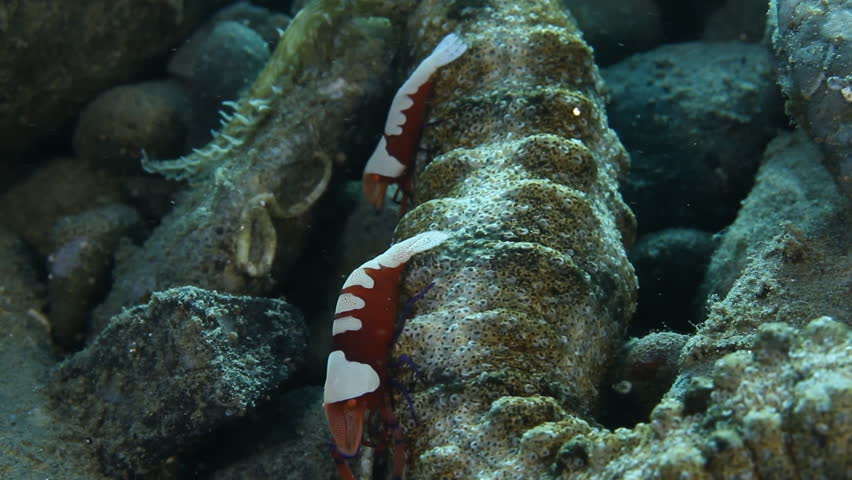 Udang dengan Timun Laut