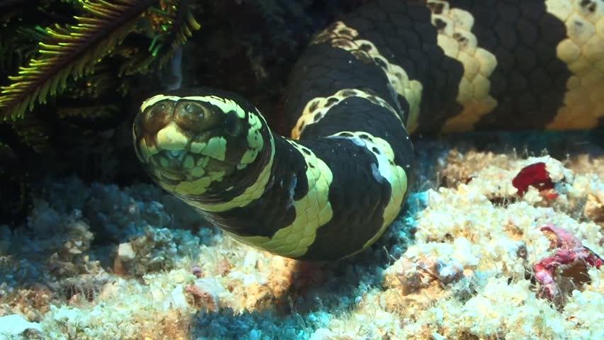 Venomous Olive Green Sea Snake Hunting Small Fish Amongst The Coral ...