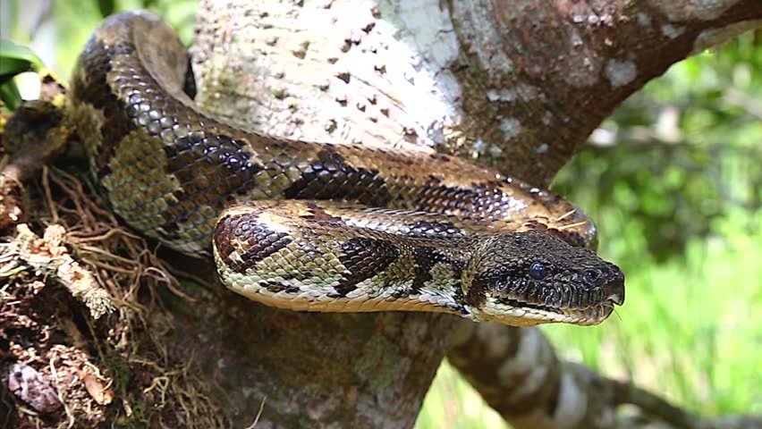Boidae Stock Video Footage - 4K and HD Video Clips | Shutterstock