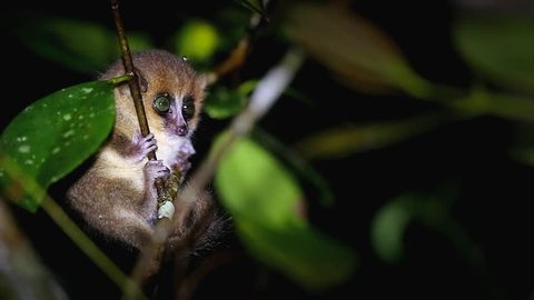 Baby Brown Mouse Lemur Microcebus Stock Footage Video 100 Royalty Free Shutterstock