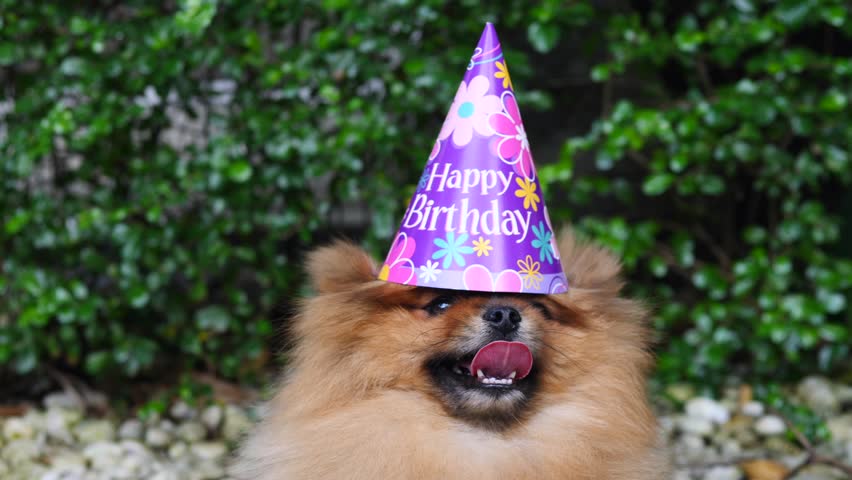 pomeranian birthday