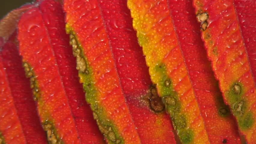 Header of Sumac