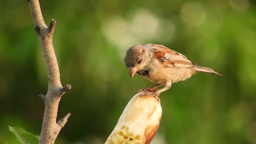 Header of sparrow