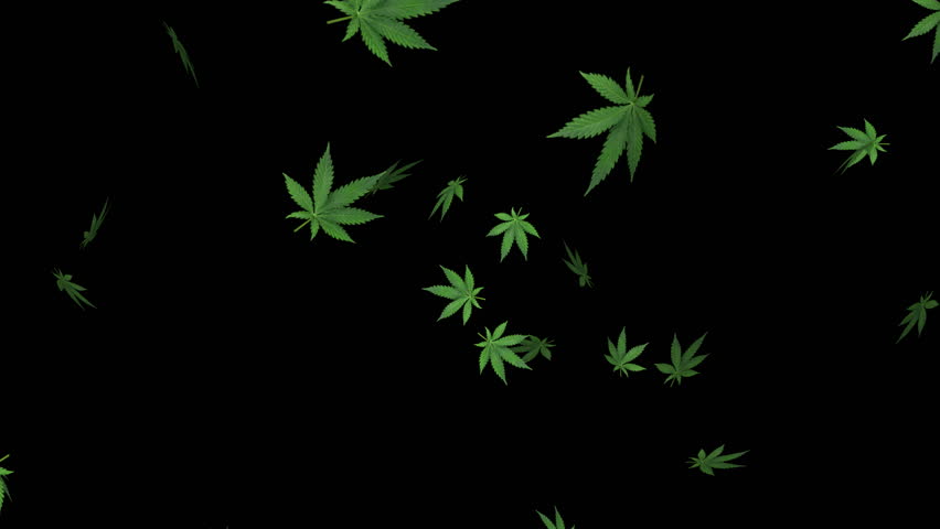 Marijuana Leaf On Black Background Stock Footage Video (100% Royalty
