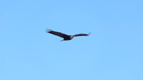 Majestic Adult Bald Eagle Flying Stock Video Footage 4k