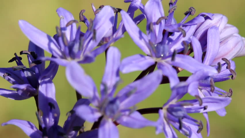 Spider Flower Cleome Hleriana Sometimes Called Two Leaf Squill Spring Flowers Macro Hd Stock Video Clip