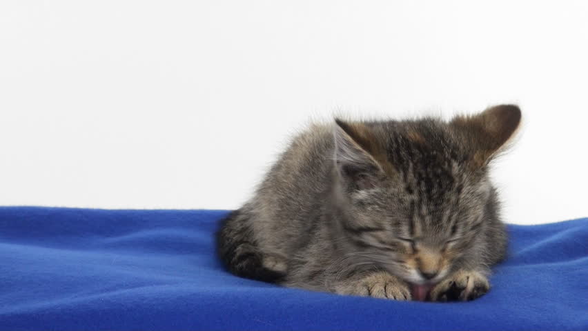 newborn tabby kittens