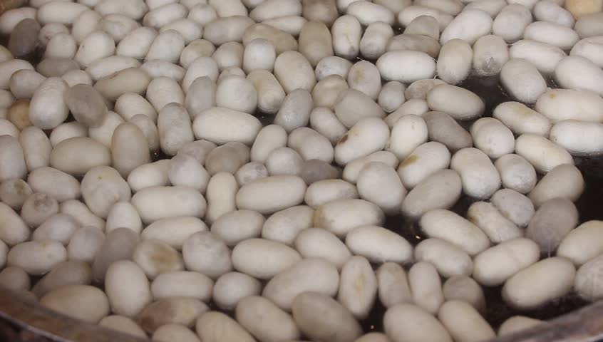study of cocoons and selection of A new highly productive silkworm sex egg productions, silkworm rearing, productions of cocoons during process of selection on. study of cocoons and selection of A new highly productive silkworm sex egg productions, silkworm rearing, productions of cocoons during process of selection on.