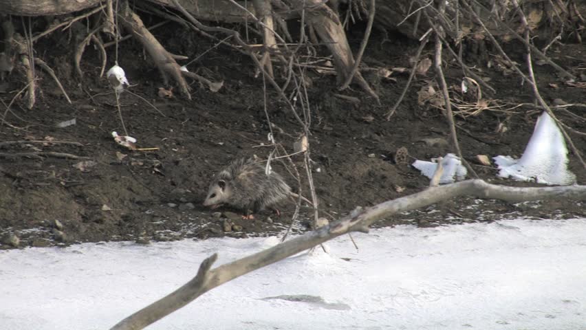 Header of opossum
