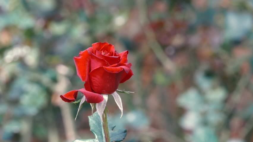 Beautiful Single Rose Flower In Stock Footage Video 100 Royalty