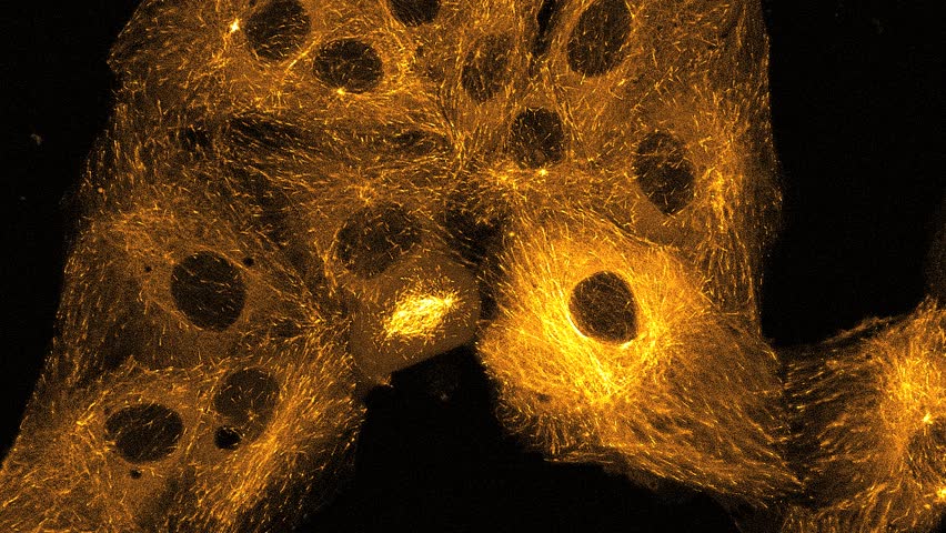 Header of confocal