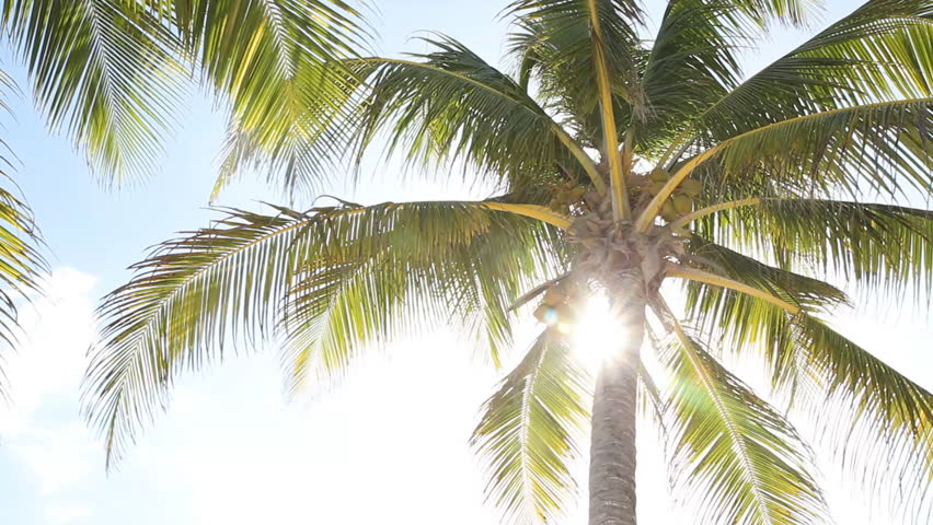 Palm Frond Stock Footage Video | Shutterstock