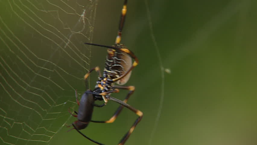 writing spiders stock photos writing