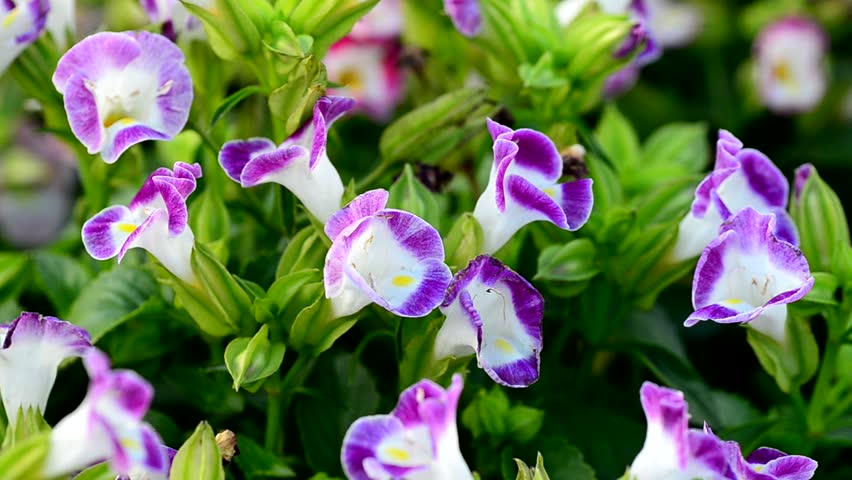 Header of Torenia