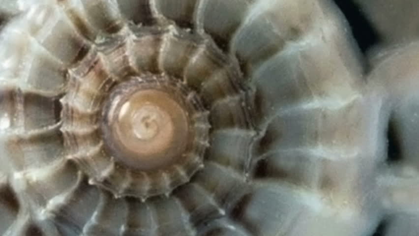 Header of spiral
