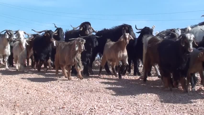 Header of goatherd