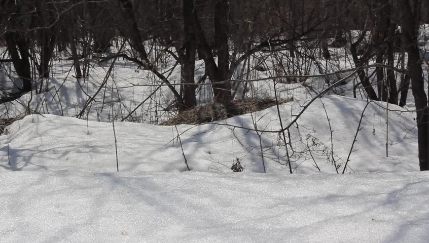 Spring Snow Melting On the Stock Footage Video (100% Royalty-free ...