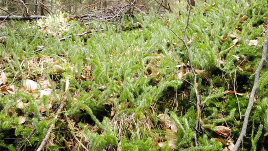 Header of clubmoss
