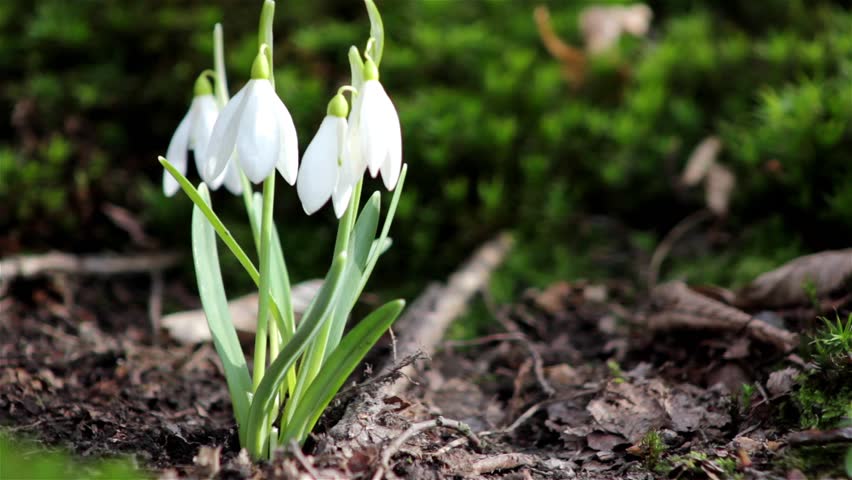 First Spring Flowers Snowdrops In The Woods Wild White First Spring Flowers Snowdrops In The Woods Wild White Green Moss
