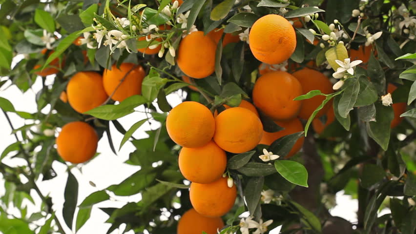  Blooming  Orange  Tree  with Fruits Stock Footage Video 100 