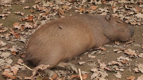 Kabibara Zoo Sleeping Stock Footage Video (100% Royalty-free) 3781913 | Shutterstock Kabibara Zoo Sleeping Stock Footage Video (100% Royalty-free) 3781913 | Shutterstock