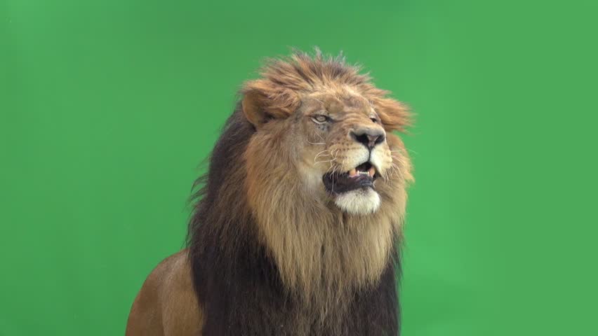 green screens green screens