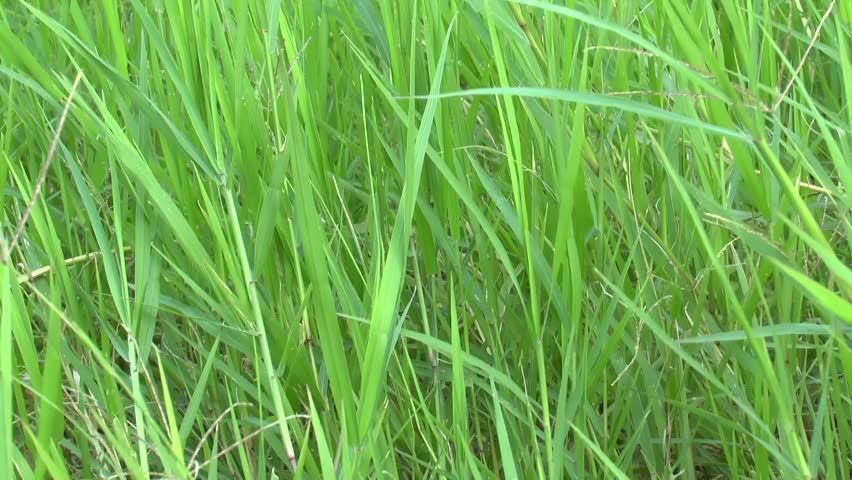 identification-of-tall-mature-lawn-grass-free-hustler-porn-nudity