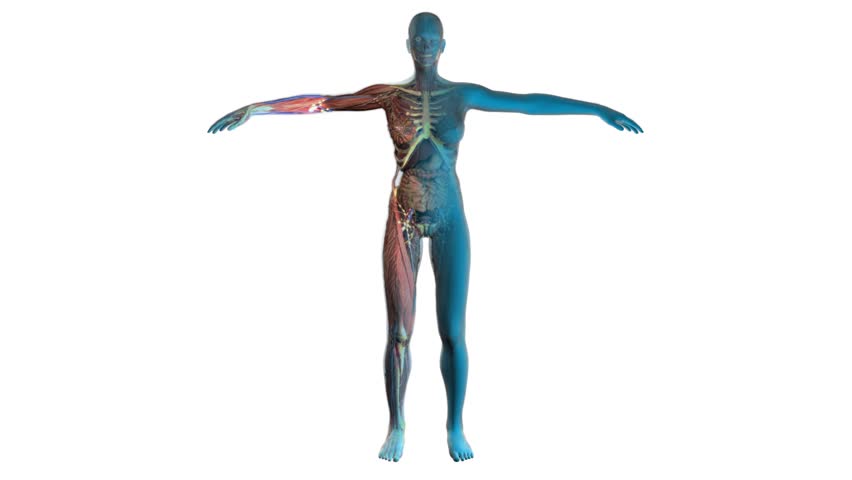 Human Anatomy Showing Full Male Body Rotating, Glowing Outline Showing