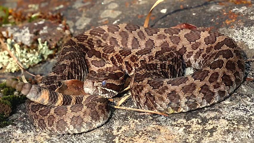 Massasauga Rattlesnake Rattles And Flicks Tongue In Canada. This Is A ...