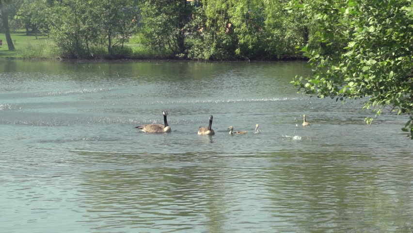Kids Swimming In A Lake two kids swimming in the lake, warm, happy day stock footage video Kids Swimming In A Lake two kids swimming in the lake, warm, happy day stock footage video