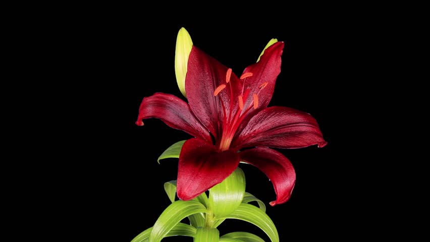 log ratio 20 Flower Footage Stock Buds (100 Lily Blooming Purple Video
