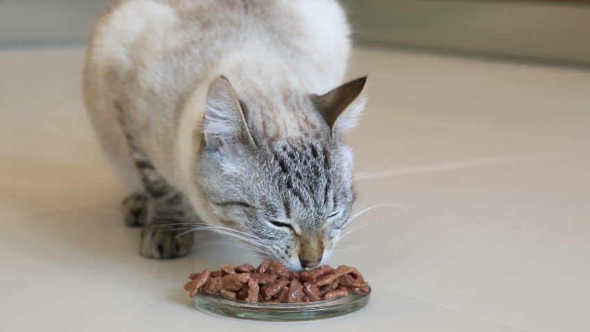 Cat Eating Cat food image - Free stock photo - Public Domain photo ...