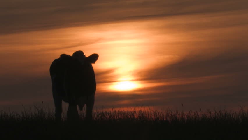 Cow At Sunset Grazing Stock Footage Video 4294265 