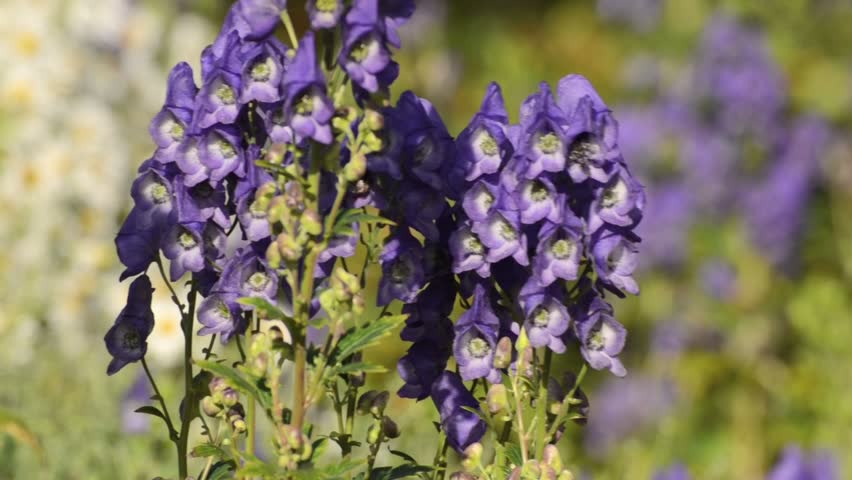 Header of Aconitum carmichaelii