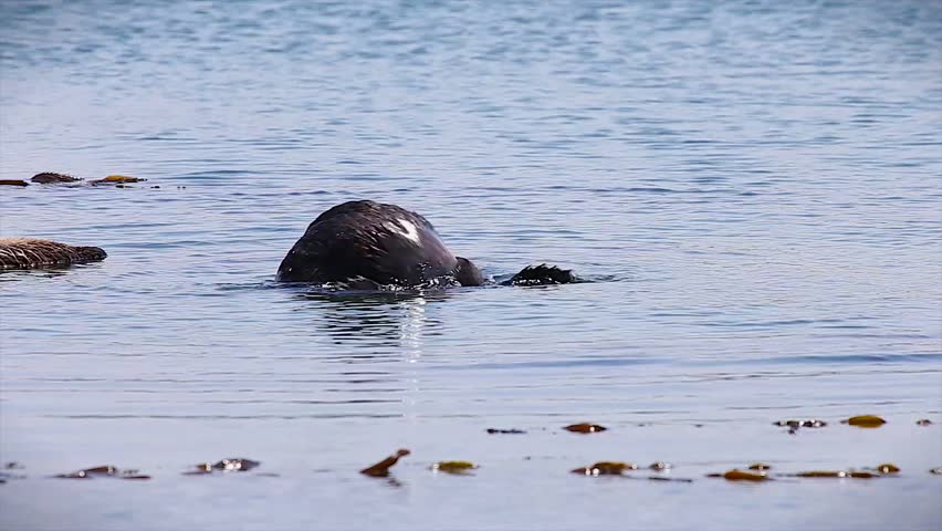 An Endangered Sea Otter Mom Stock Footage Video 100 Royalty Free