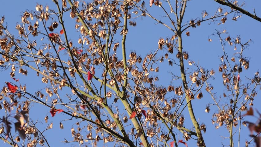 Header of Acer tataricum