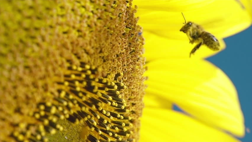 Bee working on Sunflower in slow motion, blue sky and sunny weather