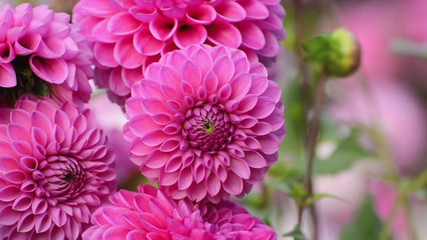 Stock video of ball dahlia (dahlia sandra) | 4538333 | Shutterstock