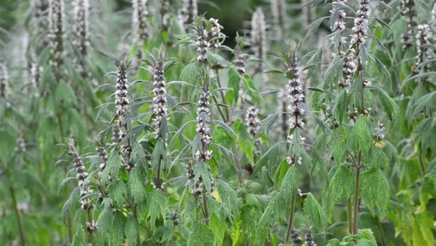 Header of motherwort