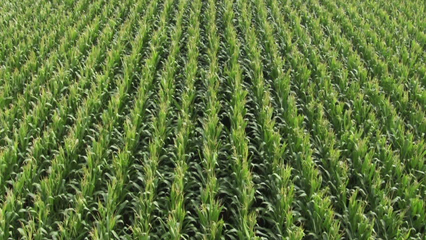 Corn Field Stock Footage Video | Shutterstock