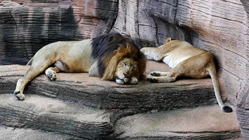 Фф sleeping lions автор litmasily