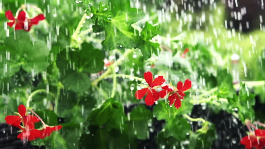 Rain Falling On Flowers Rain Falling On Flowers