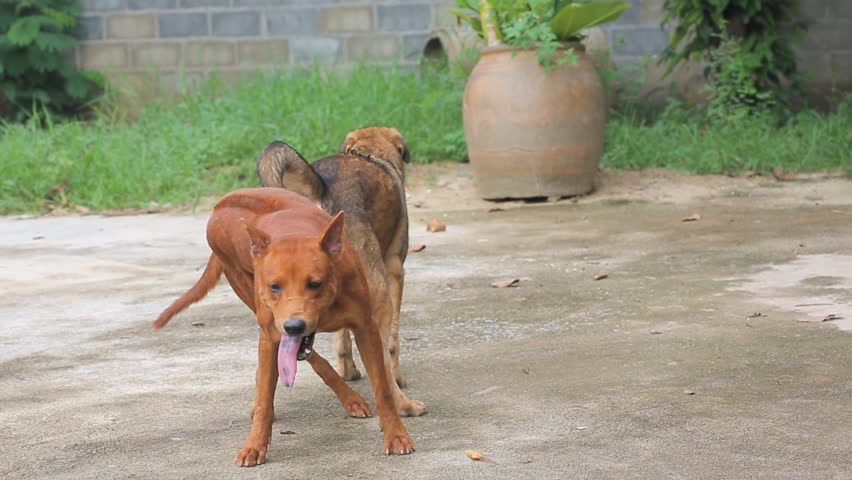 Dog Mating Stock Footage Video (100% Royalty-free) 4672523 | Shutterstock