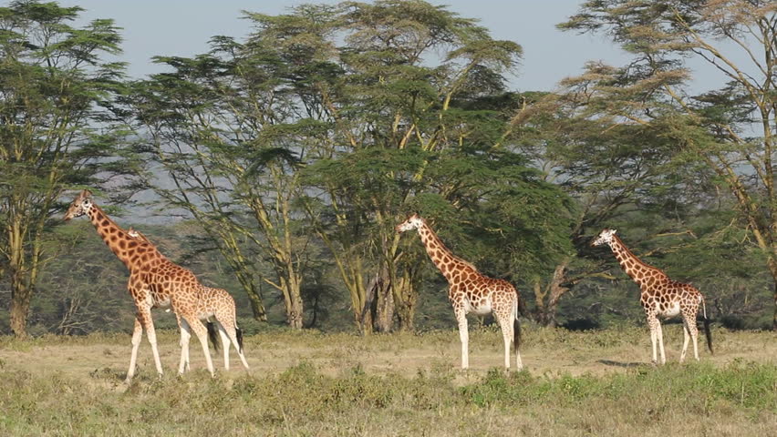 A WILD Group Of Extremely ENDANGERED Rothschild Giraffe (Giraffa ...