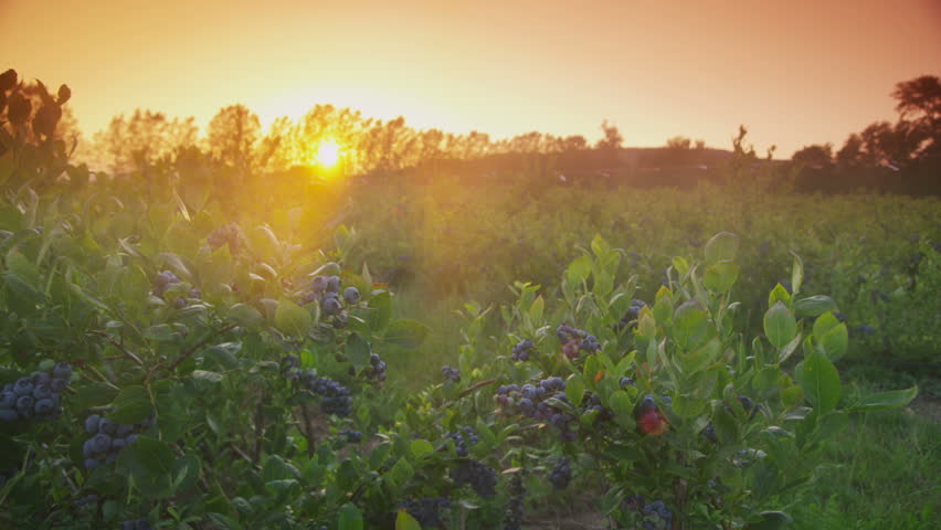 Header of blueberry