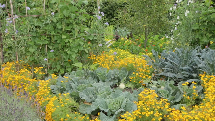 Flower and Vegetable Garden Stock Footage Video (100% Royalty-free