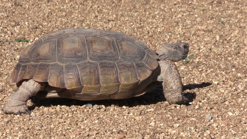 Male Angonoka Or Ploughshare Tortoise In Madagascar. This Is The Most ...