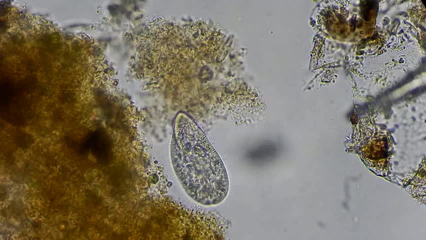 Live In A Drop From Pond (green Cells) Under Microscope, Magnification ...