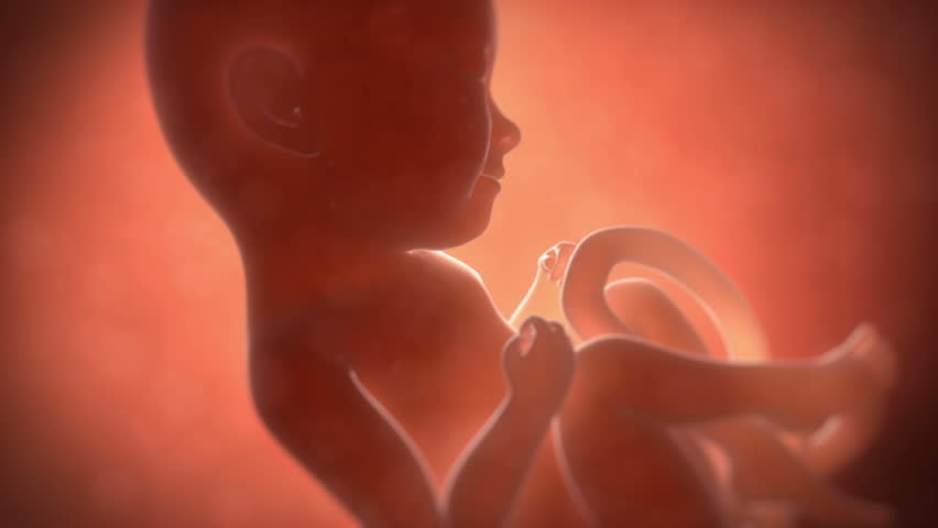 Pregnancy Week By Week Animation