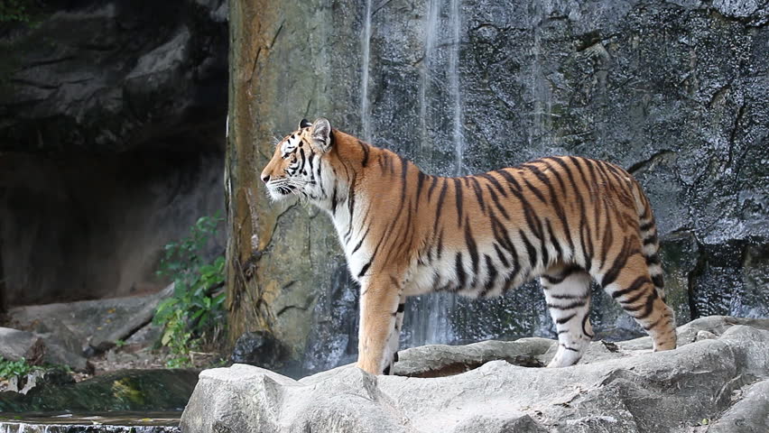 Tiger Running On A White Background Stock Footage Video 947302 ...